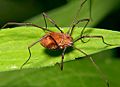 Opiliones harvestman