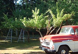 Orchard.ladders