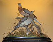 Passenger Pigeons - Vanderbilt