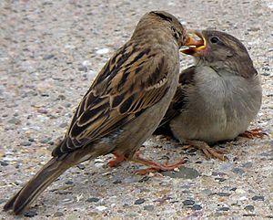 Passer domesticus detail(loz)