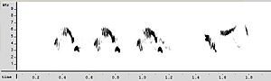 Passer hispaniolensis song algeria