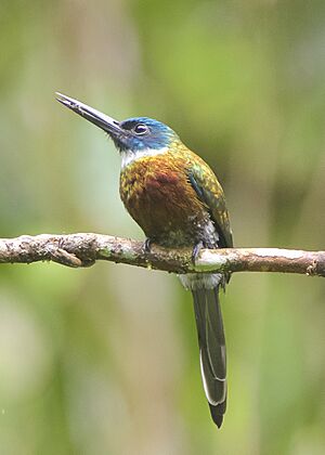 Purplish Jacamar (Galbula leucogastra).jpg