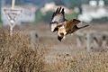 Red-tailed Hawk (Buteo jamaicensis) -diving