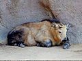 SD Zoo - Takin 01-WIKIPEDIA