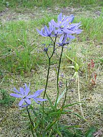 Scattercreek camassia