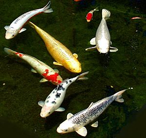 Six koi