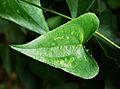 Smilax aspera 1652