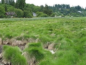 Spartina patens-saltmeadow cordgrass