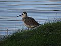 Spotted Redshank Cemlyn Bay