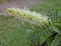 Starr 010206-0227 Prosopis pallida