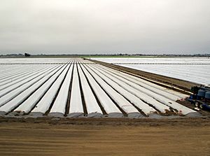 Strawberry field with plastic