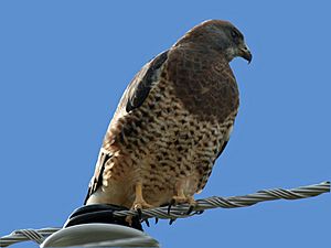 Swainson's Hawk (Buteo swainsoni) RWD.jpg