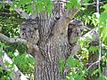 Tawny Frogmouth (Coverdale)