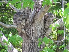 Tawny Frogmouth (Coverdale)