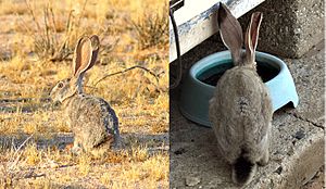 Thirsty Black-tailed jackrabbit