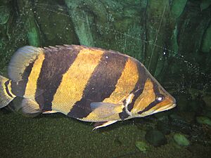 Tigerfish037.JPG