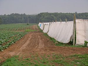 Tobacco field in East Windsor Connecticut USA