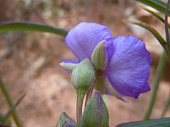 Tradescantia occidentalis (6253794591)