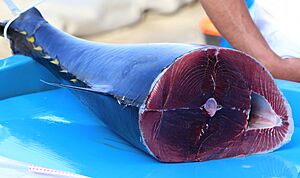 Tuna on Marseille fish market