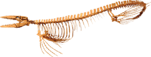 Tylosaurus kansasensis Clean