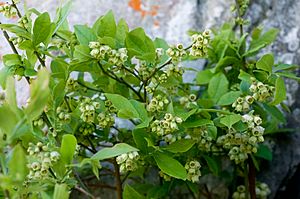 Vaccinium pallidum.jpg