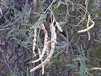 Velvet mesquite pods