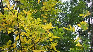 White Ash Leaves