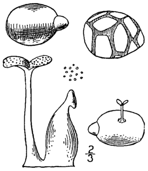 Wolffia columbiana BB-1913.png