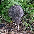 20180703 kiwi-sonya7 342 DxO