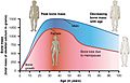 615 Age and Bone Mass