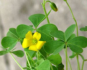 6h common yellow oxalis