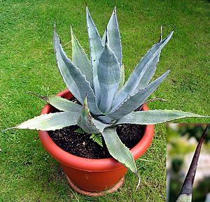 Agave desertii 1