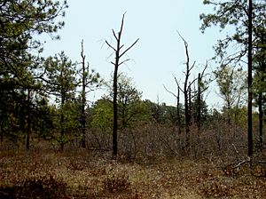 Albany Pine Bush controlled burn