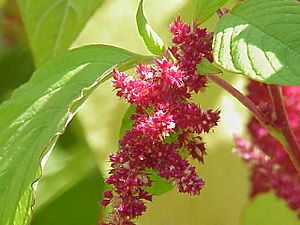 Amaranthus tricolor0.jpg