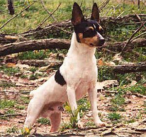 Americantoyterrier