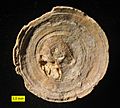 Aspidiscus reverse