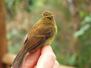 Back of Yellow-bellied Chat-Tyrant