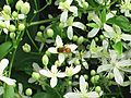 Bee on clematis