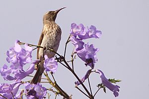 Black Honeyeater female