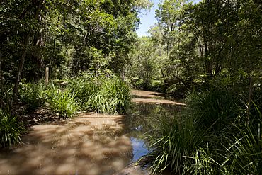 Brisbane Koala Bushlands (6968312218).jpg