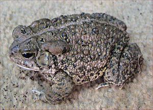 Bufo woodhousii.jpg