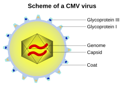 CMVschema