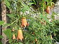 Canarina canariensis - Berlin