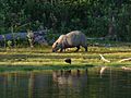 Capivara Pantanal