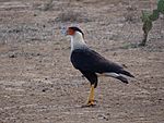 Caracara cheriway.JPG