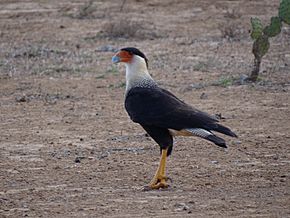 Caracara cheriway