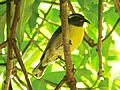 Coereba flaveola ( Sucrier à ventre jaune )