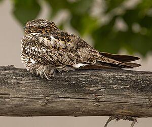 Common Nighthawk - 52945389427 (cropped)