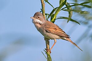 Common Whitethroat.jpg