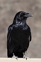 Corvus corax clarionensis perched frontal.jpg